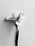 "Beautiful Curves" Floral Still Life