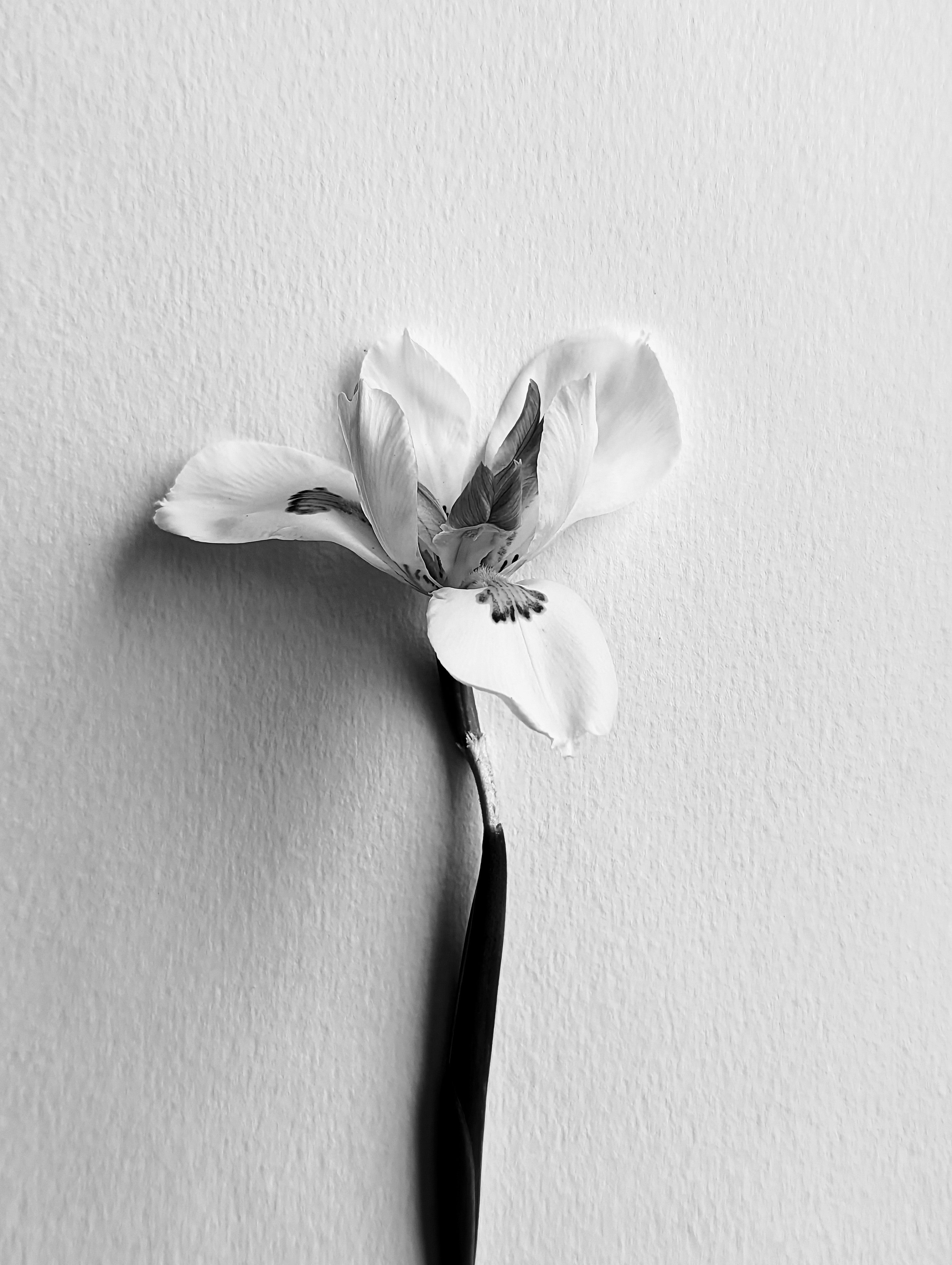 "Beautiful Curves" Floral Still Life